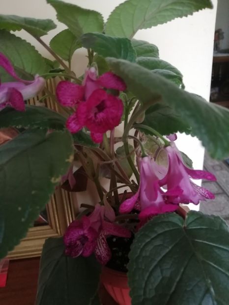  - Sininngia Isa s Gorgeous