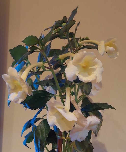  - YELLOW ENGLISH ROSE 2