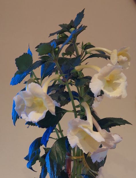  - YELLOW ENGLISH ROSE 2