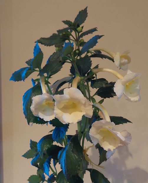  - YELLOW ENGLISH ROSE 2