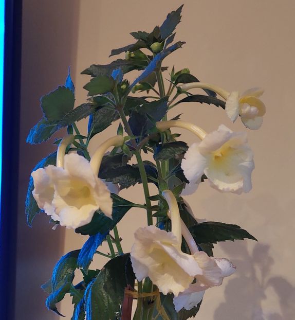  - YELLOW ENGLISH ROSE 2