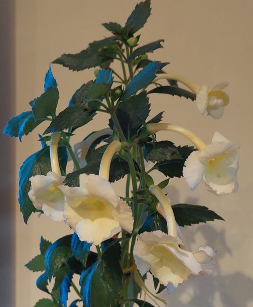  - YELLOW ENGLISH ROSE 2