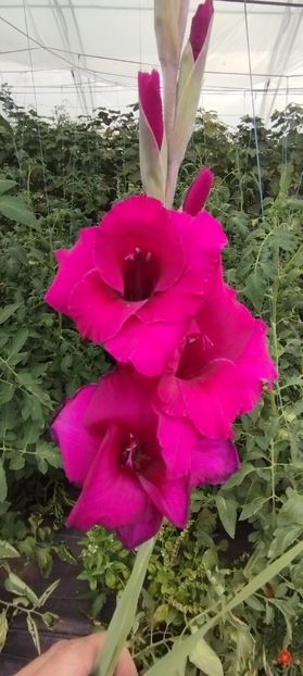  - Gladiole 2022