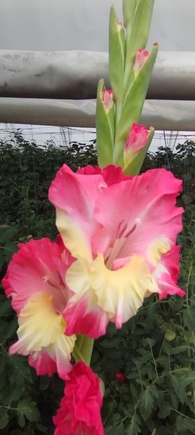  - Gladiole 2022