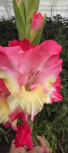  - Gladiole 2022