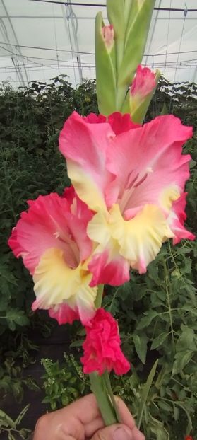  - Gladiole 2022