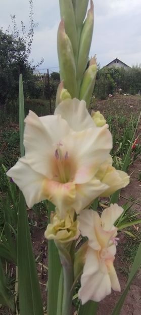  - Gladiole 2022