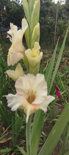  - Gladiole 2022