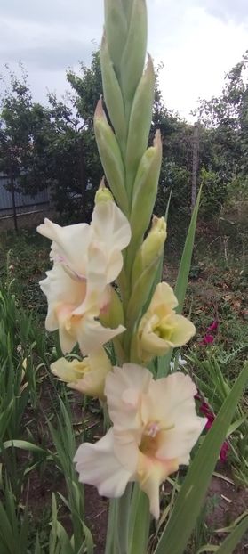  - Gladiole 2022