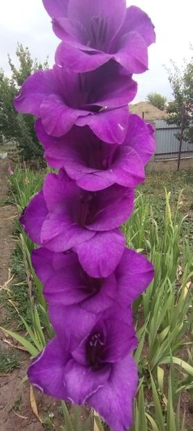  - Gladiole 2022