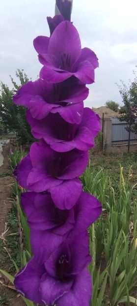  - Gladiole 2022