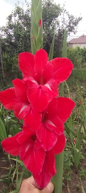  - Gladiole 2022