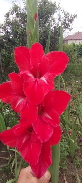  - Gladiole 2022