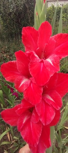  - Gladiole 2022
