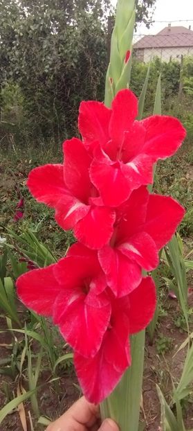  - Gladiole 2022