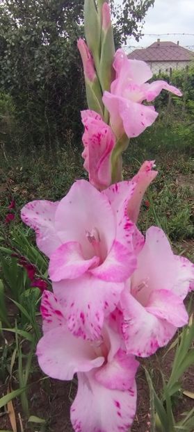  - Gladiole 2022