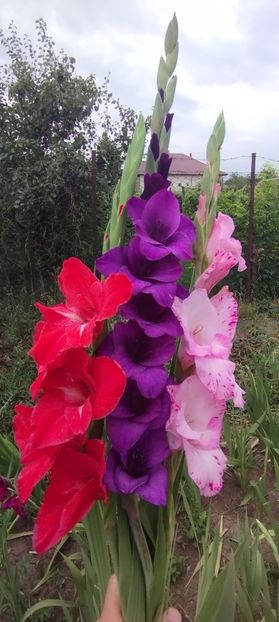  - Gladiole 2022