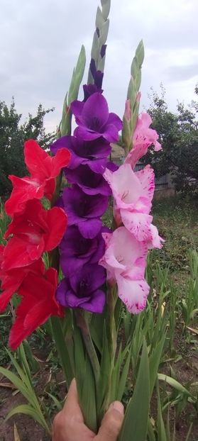  - Gladiole 2022