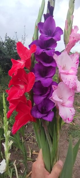  - Gladiole 2022