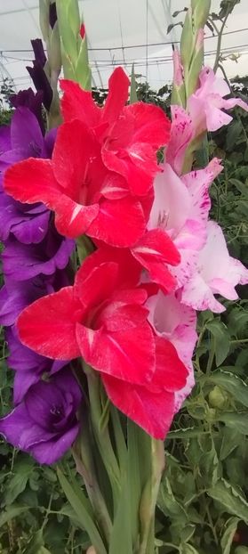  - Gladiole 2022