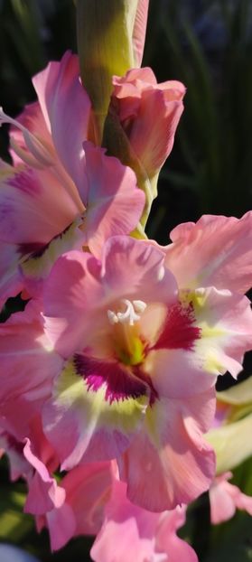  - Gladiole 2022