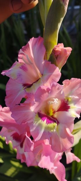  - Gladiole 2022