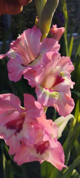  - Gladiole 2022
