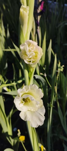  - Gladiole 2022