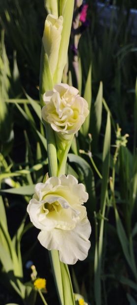  - Gladiole 2022