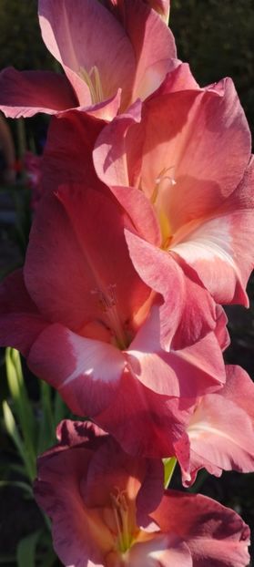  - Gladiole 2022