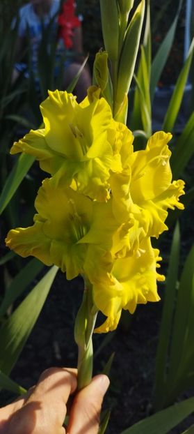  - Gladiole 2022