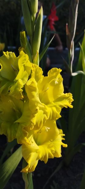  - Gladiole 2022