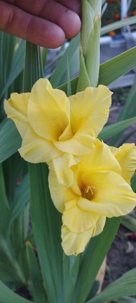  - Gladiole 2022