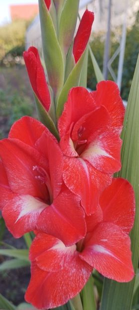  - Gladiole 2022