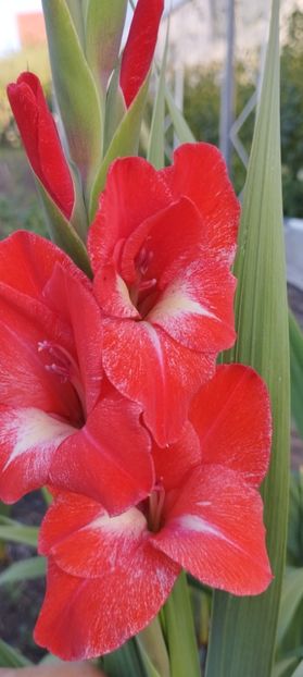  - Gladiole 2022