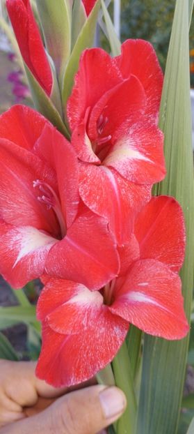  - Gladiole 2022