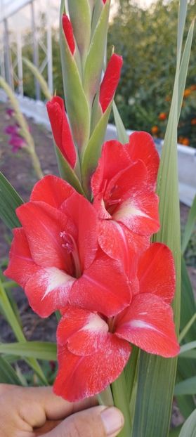  - Gladiole 2022