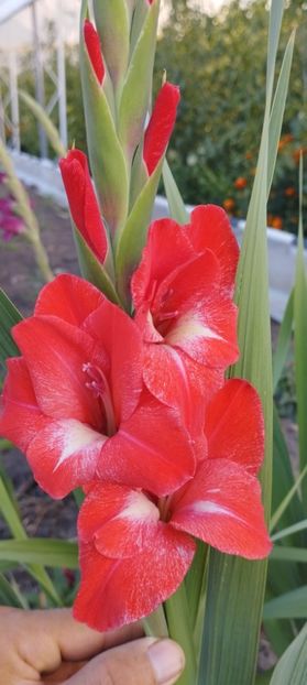  - Gladiole 2022