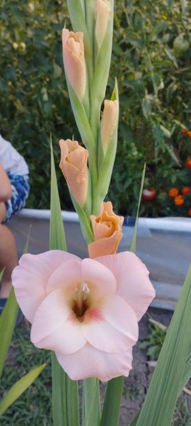  - Gladiole 2022