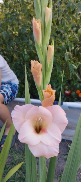  - Gladiole 2022