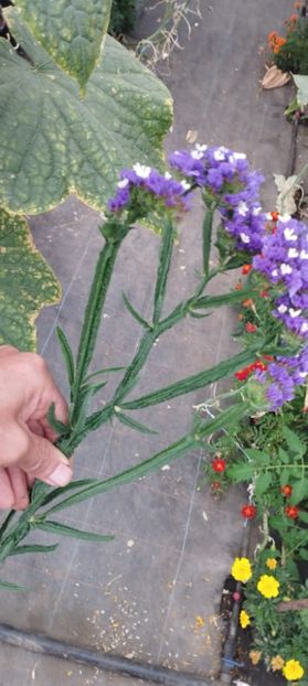  - Limonium 2022