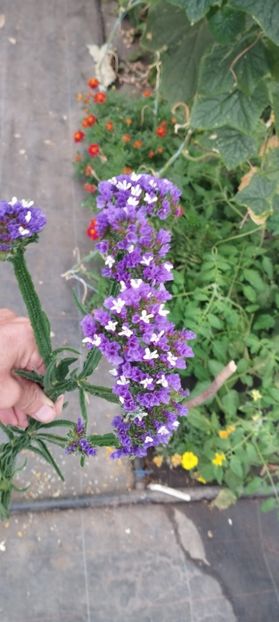  - Limonium 2022