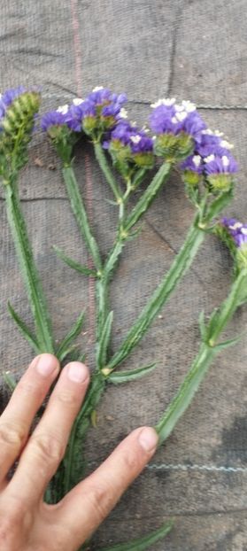  - Limonium 2022