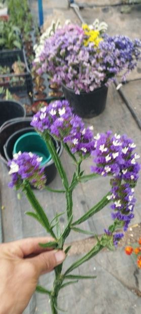  - Limonium 2022