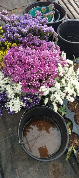  - Limonium 2022