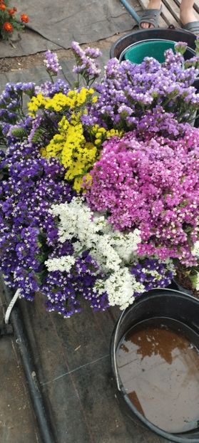  - Limonium 2022