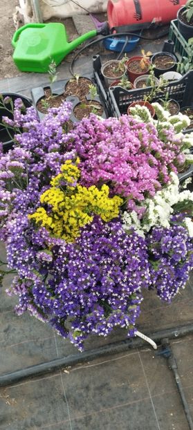  - Limonium 2022