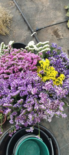  - Limonium 2022