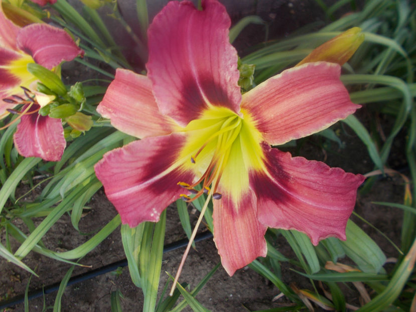 T-grd-r1,10 -wild and wonderful.fl=23cm - HEMEROCALLISI DISPONIBILI-2023