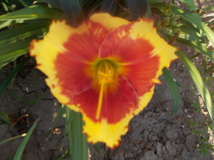 T-grd-r1,28-morning colors - HEMEROCALLISI DISPONIBILI-2023